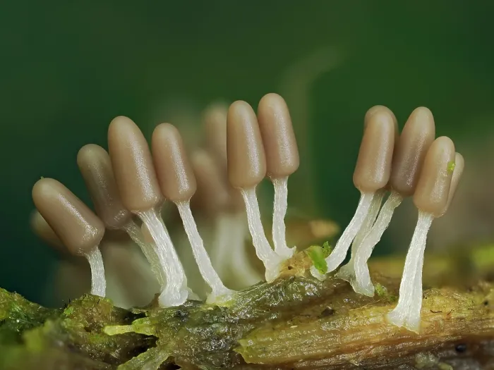 Framed Print : RF - Slime mould (Arcyria cinerea) group of immature sporangia developing on rotting Beech log, Buckinghamshire, England, UK. July. Focus stacked Framed Print : RF - Slime mould (Arcyria cinerea) group of immature sporangia developing on rotting Beech log, Buckinghamshire, England, UK. July. Focus stacked