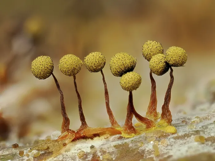 Framed Print : RF - Slime mould (Cribraria aurantiaca) mature sporangia on rotting Pine log, Buckinghamshire, England, UK. July. Focus stacked
