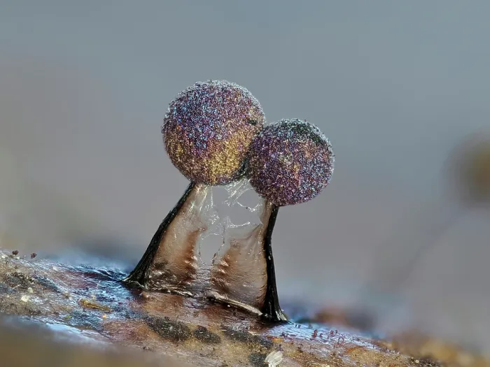 Framed Print : RF - Slime mould (Lamproderma scintillans) two mature, 1mm tall sporangia on a Holly leaf, Hertfordshire, England, UK. February. Focus stacked Framed Print : RF - Slime mould (Lamproderma scintillans) two mature, 1mm tall sporangia on a Holly leaf, Hertfordshire, England, UK. February. Focus stacked