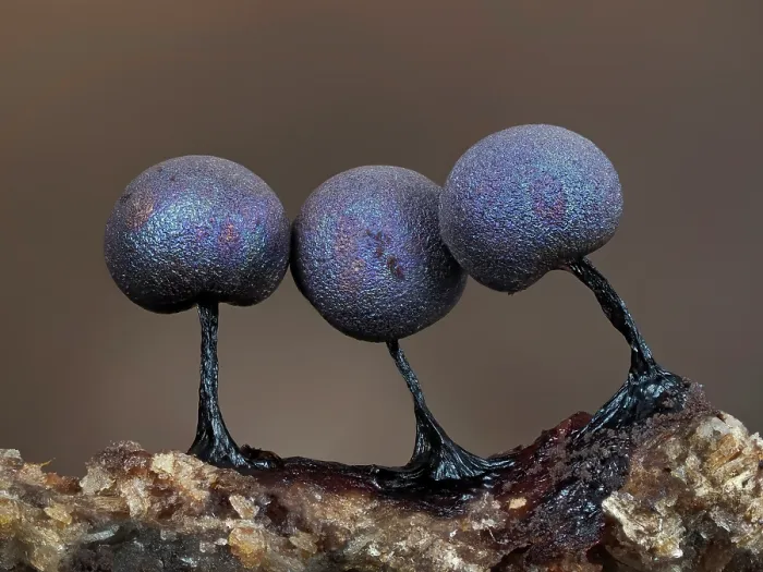 Framed Print : RF - Slime mould (Lamproderma violaceum) close up of three sporangia, Buckinghamshire, England, UK. November. Focus stacked Framed Print : RF - Slime mould (Lamproderma violaceum) close up of three sporangia, Buckinghamshire, England, UK. November. Focus stacked