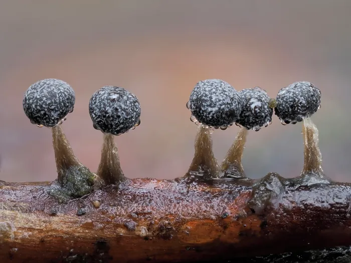 Framed Print : RF - Slime mould (Physarum album) line of mature sporangia after rain, Buckinghamshire, England, UK. January Framed Print : RF - Slime mould (Physarum album) line of mature sporangia after rain, Buckinghamshire, England, UK. January