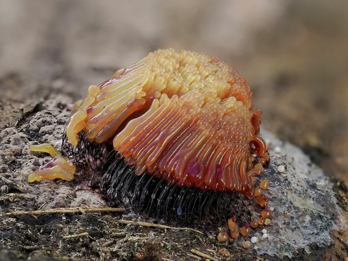 Framed Print : RF - Slime mould (Stemonitis flavogenita) with sporangia having developed around 3 hours ago showing colour change from original yellow colour, Hertfordshire, England, UK. May