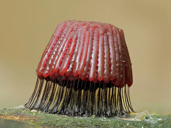 Framed Print : RF - Slime mould (Stemonitis fusca) maturing sporangia on rotting log, Buckinghamshire, England, UK. July. Focus stacked Framed Print : RF - Slime mould (Stemonitis fusca) maturing sporangia on rotting log, Buckinghamshire, England, UK. July. Focus stacked