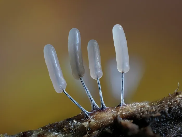 Framed Print : RF - Slime mould (Stemonitopsis typhina) newly developed small cluster, Buckinghamshire, England, UK. October. Focus stacked Framed Print : RF - Slime mould (Stemonitopsis typhina) newly developed small cluster, Buckinghamshire, England, UK. October. Focus stacked