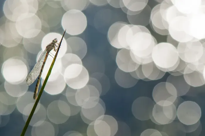Framed Print : RF - Small emerald damselfly (Lestes virens) resting on stem. The Netherlands. May Framed Print : RF - Small emerald damselfly (Lestes virens) resting on stem. The Netherlands. May
