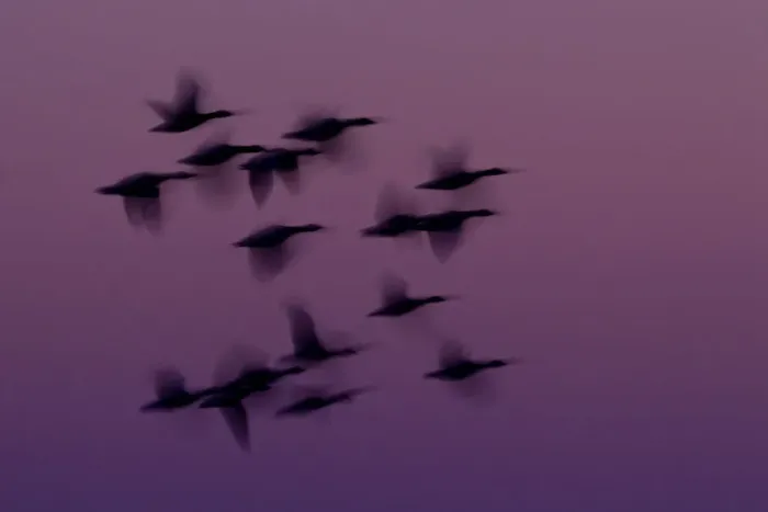 Framed Print : RF- Small group of Pink-footed geese (Anser brachyrhynchus) in flight at dawn, The Wash Estuary Framed Print : RF- Small group of Pink-footed geese (Anser brachyrhynchus) in flight at dawn, The Wash Estuary