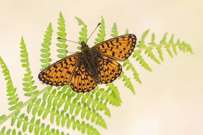 Framed Print : RF - Small pearl-bordered fritillary (Boloria selene) butterfly, Marsland mouth, North Devon, UK. May