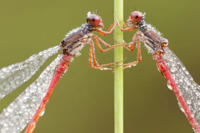 Framed Print : RF- Two Small red damselflies (Ceriagrion tenellum) covered in morning dew. Arne Framed Print : RF- Two Small red damselflies (Ceriagrion tenellum) covered in morning dew. Arne