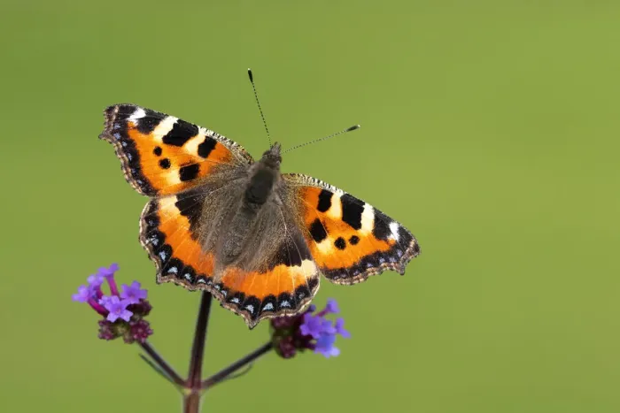 Framed Print : RF - Small tortoiseshell butterfly (Aglais urticae) nectaring on Verbena (Verbena sp) Framed Print : RF - Small tortoiseshell butterfly (Aglais urticae) nectaring on Verbena (Verbena sp)
