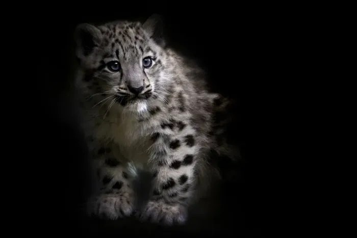 Framed Print : RF - Snow leopard (Panthera uncia) cub age three months, captive Framed Print : RF - Snow leopard (Panthera uncia) cub age three months, captive