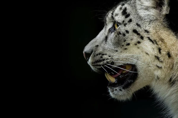 RF - Snow leopard (Panthera uncia) female, captive