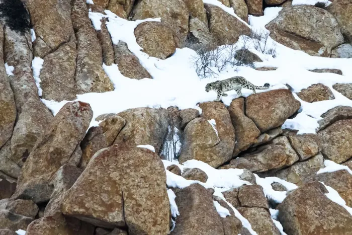 Framed Print : RF - Snow leopard (Panthera uncia) male moving over rocky, snow-covered slopes. Ulley Valley Framed Print : RF - Snow leopard (Panthera uncia) male moving over rocky, snow-covered slopes. Ulley Valley