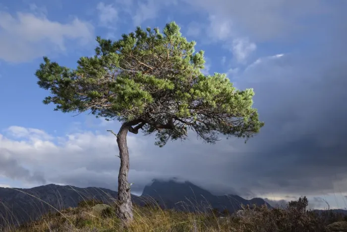Framed Print : RF - Solitary Scots pine (Pinus sylvestris) lit by strobe, Torridon, Wester Ross Framed Print : RF - Solitary Scots pine (Pinus sylvestris) lit by strobe, Torridon, Wester Ross