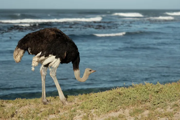 Framed Print : RF - South African ostrich (Struthio camelus australis) male, standing on the shore, Cape Point Nature Reserve, Table Mountain National Park, Western Cape, South Africa