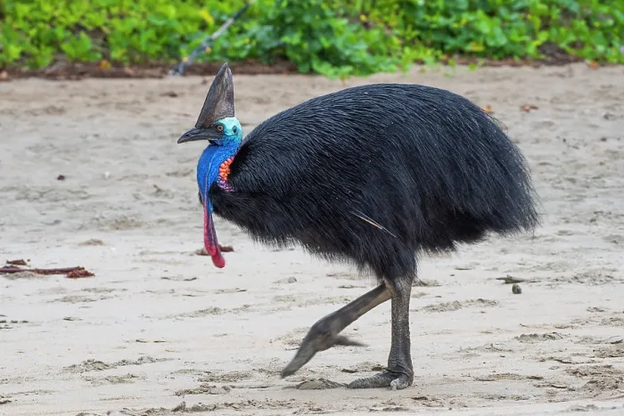 Framed Print : RF - Southern cassowary (Casuarius casuarius) walking along beach, Etty Bay, Queensland, Australia. (This image may be licensed either as rights managed or royalty free.) Framed Print : RF - Southern cassowary (Casuarius casuarius) walking along beach, Etty Bay, Queensland, Australia. (This image may be licensed either as rights managed or royalty free.)