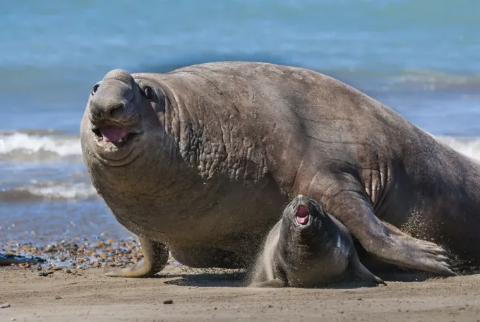 Framed Print : RF - Southern elephant seal (Mirounga leonina) male and female, Valdes, Patagonia Argentina Framed Print : RF - Southern elephant seal (Mirounga leonina) male and female, Valdes, Patagonia Argentina