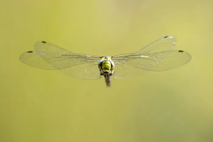 Framed Print : RF - Southern hawker (Aeshna cyanea) dragonfly in flight, Broxwater, Cornwall, UK Framed Print : RF - Southern hawker (Aeshna cyanea) dragonfly in flight, Broxwater, Cornwall, UK