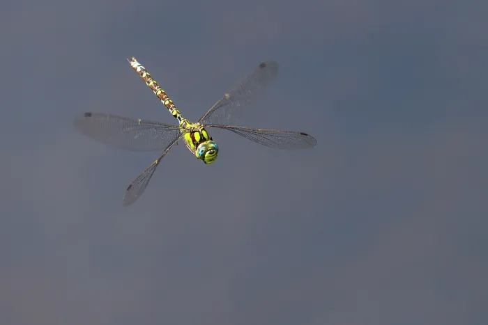 Framed Print : RF - Southern hawker (Aeshna cyanea) dragonfly in flight, Meeth Quarry, Cornwall, England, UK. August. (This image may be licensed either as rights managed or royalty free.) Framed Print : RF - Southern hawker (Aeshna cyanea) dragonfly in flight, Meeth Quarry, Cornwall, England, UK. August. (This image may be licensed either as rights managed or royalty free.)