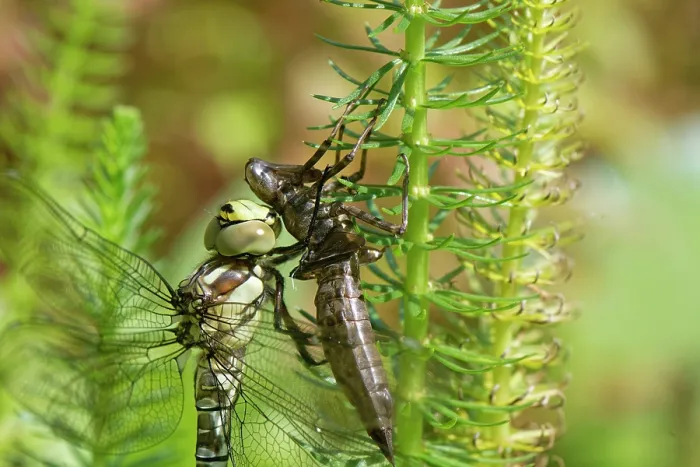 Framed Print : RF - Southern hawker dragonfly (Aeshna cyanea) just emerged from its nymphal exuvia on a Mare's tail (Hippuris vulgaris) plant in a garden pond, Wiltshire, England, UK. August Framed Print : RF - Southern hawker dragonfly (Aeshna cyanea) just emerged from its nymphal exuvia on a Mare's tail (Hippuris vulgaris) plant in a garden pond, Wiltshire, England, UK. August
