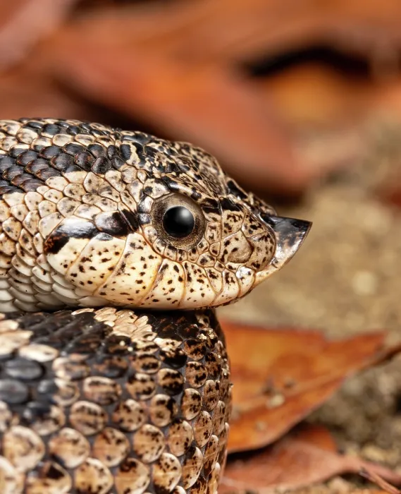 Framed Print : RF - Southern hognose snake (Heterodon simus) coiled up, head portrait. Captive, occurs in southeastern USA. (This image may be licensed either as rights managed or royalty free.)