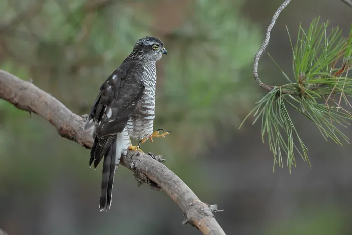 Framed Print : RF - Sparrowhawk (Accipiter nisus) juvenile female, perched on a branch in Pine (Pinus sp.) tree, La Rioja, Spain. August Framed Print : RF - Sparrowhawk (Accipiter nisus) juvenile female, perched on a branch in Pine (Pinus sp.) tree, La Rioja, Spain. August