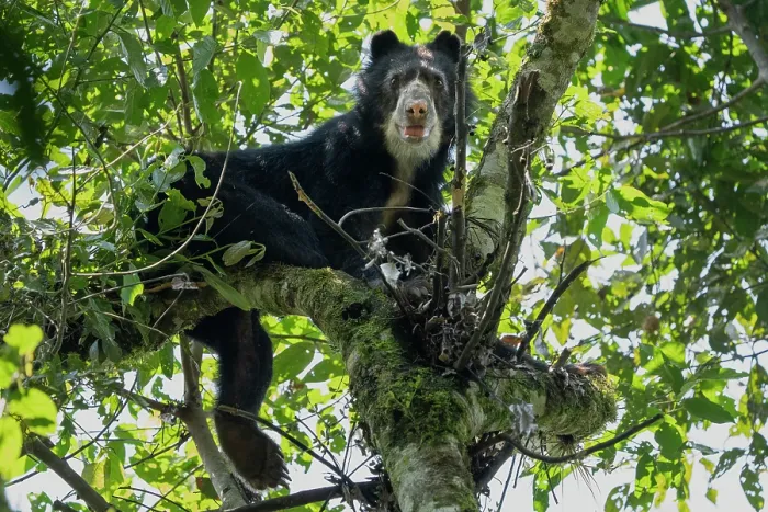 Framed Print : RF - Spectacled bear (Tremarctos ornatus) resting in tree, looking down in the cloud forest of the Ecuadorian Choco, Pichincha, Ecuador Framed Print : RF - Spectacled bear (Tremarctos ornatus) resting in tree, looking down in the cloud forest of the Ecuadorian Choco, Pichincha, Ecuador