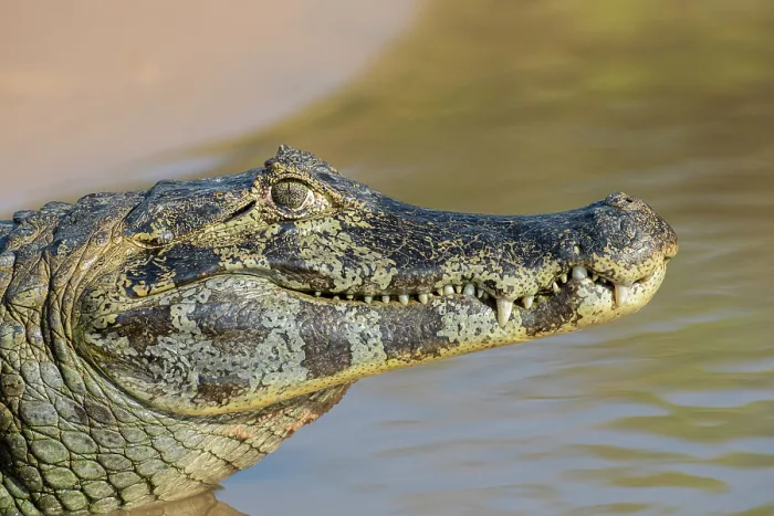 Framed Print : RF - Spectacled caiman (Caiman crocodilus) head portrait, Pantanal, Mato Grosso, Brazil. (This image may be licensed either as rights managed or royalty free.) Framed Print : RF - Spectacled caiman (Caiman crocodilus) head portrait, Pantanal, Mato Grosso, Brazil. (This image may be licensed either as rights managed or royalty free.)