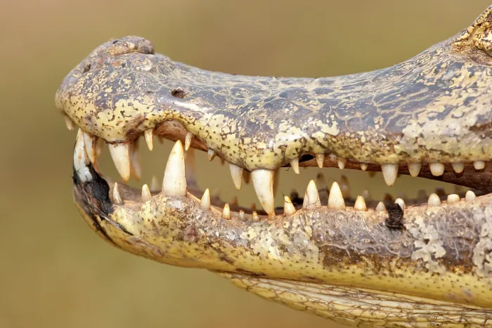 Framed Print : RF - Spectacled caiman (Caiman crocodilus) teeth detail, Pantanal, Mato Grosso, Brazil. (This image may be licensed either as rights managed or royalty free.) Framed Print : RF - Spectacled caiman (Caiman crocodilus) teeth detail, Pantanal, Mato Grosso, Brazil. (This image may be licensed either as rights managed or royalty free.)