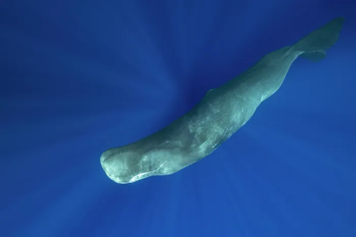 Framed Print : RF - Sperm whale (Physeter macrocephalus) diving underwater with sun rays behind, Dominica, Caribbean Sea. (This image may be licensed either as rights managed or royalty free.) Framed Print : RF - Sperm whale (Physeter macrocephalus) diving underwater with sun rays behind, Dominica, Caribbean Sea. (This image may be licensed either as rights managed or royalty free.)