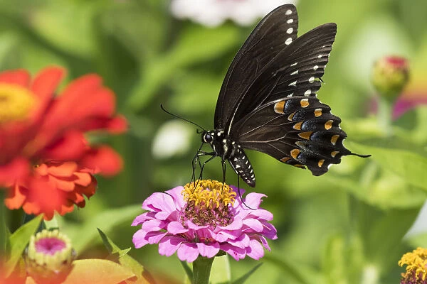RF - Spicebush swallowtail butterfly (Papilio troilus) nectaring on Zinnia in farm garden