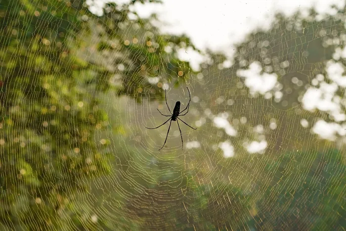 Framed Print : RF - Spider in the middle of web in forest in evening light, Tadoba Andhari Tiger Reserve, Tadoba National Park, Maharashtra, India Framed Print : RF - Spider in the middle of web in forest in evening light, Tadoba Andhari Tiger Reserve, Tadoba National Park, Maharashtra, India