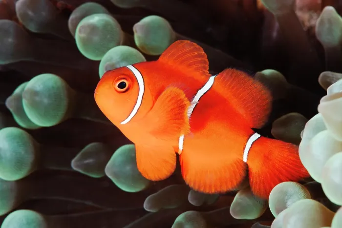 Framed Print : RF - Spine-cheek anenomefish (Premnas biaculeatus), male. among Anemone tentacles, Coral Sea. (This image may be licensed either as rights managed or royalty free.) Framed Print : RF - Spine-cheek anenomefish (Premnas biaculeatus), male. among Anemone tentacles, Coral Sea. (This image may be licensed either as rights managed or royalty free.)