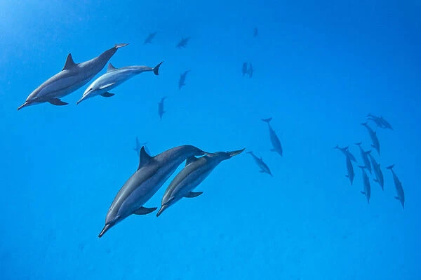 RF - Spinner dolphins (Stenella longirostris) pod swimming over a shallow sandy lagoon