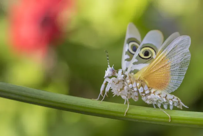 Framed Print : RF - Spiny flower mantis (Pseudocreobotra wahlbergii) wings spread in defensive posture