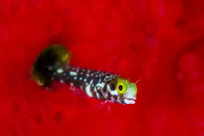 Framed Print : RF - Spinyhead blenny fish (Acanthemblemaria spinosa) extends out of its hole in a red Framed Print : RF - Spinyhead blenny fish (Acanthemblemaria spinosa) extends out of its hole in a red