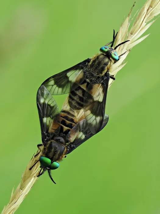 Framed Print : RF - Splayed deerflies (Chrysops caecutiens) pair mating on grass stem, Hertfordshire, England, UK. June. Focus stacked