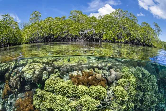 Framed Print : RF - Split level photo of mangrove scenery, with hard corals (including Goniopora sp