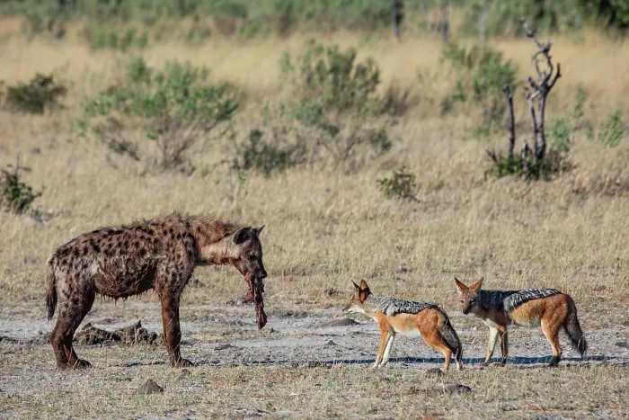 Framed Print : RF - Spotted hyena (Crocuta crocuta) carrying food in mouth being watched by two Black-backed jackals (Lupulella mesomelas), Okavango Delta, Botswana Framed Print : RF - Spotted hyena (Crocuta crocuta) carrying food in mouth being watched by two Black-backed jackals (Lupulella mesomelas), Okavango Delta, Botswana