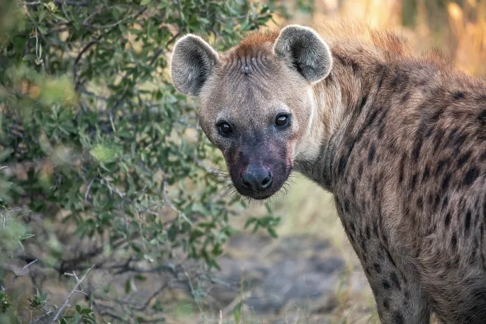 Framed Print : RF - Spotted hyena (Crocuta crocuta) looking back, portrait, Okavango Delta, Botswana. (This image may be licensed either as rights managed or royalty free.) Framed Print : RF - Spotted hyena (Crocuta crocuta) looking back, portrait, Okavango Delta, Botswana. (This image may be licensed either as rights managed or royalty free.)