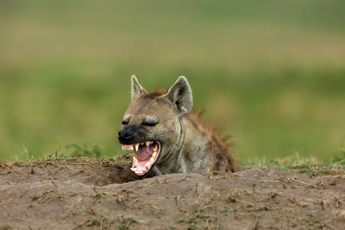 Framed Print : RF - Spotted hyena (Crocuta crocuta) peering out from den entrance, snarling, Masai Mara National Reserve, Kenya