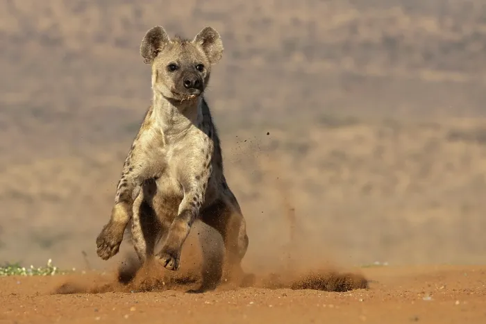 Framed Print : RF - Spotted hyena (Crocuta crocuta) running, kicking up dust, Zimanga game reserve, South Africa. (This image may be licensed either as rights managed or royalty free.) Framed Print : RF - Spotted hyena (Crocuta crocuta) running, kicking up dust, Zimanga game reserve, South Africa. (This image may be licensed either as rights managed or royalty free.)