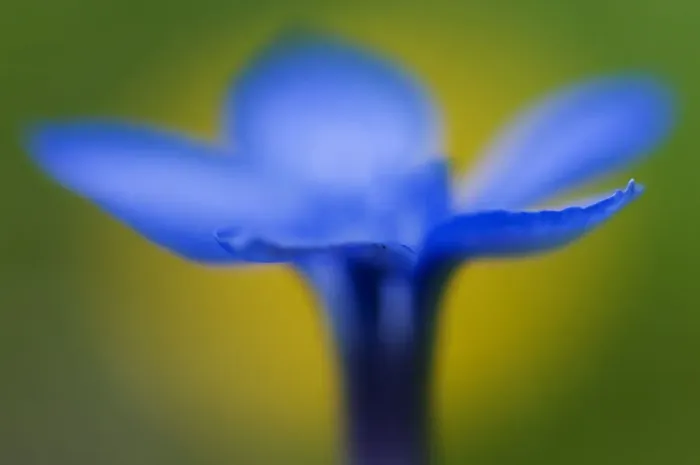 Framed Print : RF- Spring gentian (Gentiana verna) flower, Liechtenstein, June Framed Print : RF- Spring gentian (Gentiana verna) flower, Liechtenstein, June