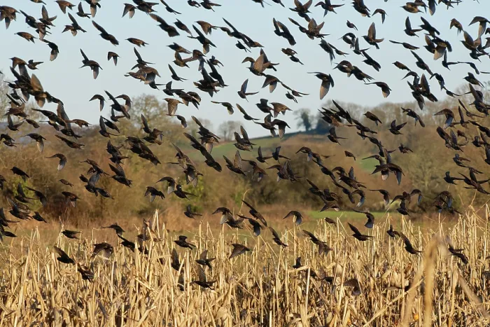 Framed Print : RF - Starling (Sturnus vulgaris) flock landing at a pre-roost in a maize field at dusk, near Westhay, Somerset, England, UK. January Framed Print : RF - Starling (Sturnus vulgaris) flock landing at a pre-roost in a maize field at dusk, near Westhay, Somerset, England, UK. January