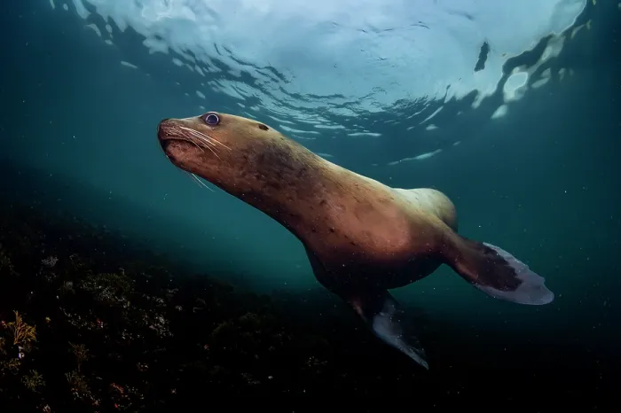 Framed Print : RF - Steller sea lion (Eumeptopias jubatus) swimming underwater, Salish Sea, Vancouver Island, British Columbia, Canada Framed Print : RF - Steller sea lion (Eumeptopias jubatus) swimming underwater, Salish Sea, Vancouver Island, British Columbia, Canada