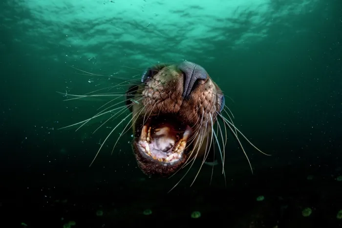 Framed Print : RF - Steller sea lion (Eumetopias jubatus) with gaping mouth, underwater portrait, Hornby Island, British Columbia, Canada, Pacific Ocean Framed Print : RF - Steller sea lion (Eumetopias jubatus) with gaping mouth, underwater portrait, Hornby Island, British Columbia, Canada, Pacific Ocean