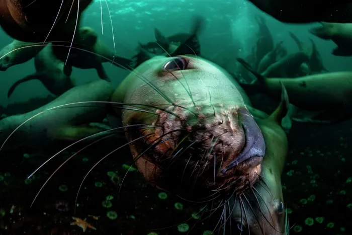Framed Print : RF - Steller sea lion (Eumetopias jubatus) group swimming underwater, close up portrait, Hornby Island, British Columbia, Canada, Pacific Ocean