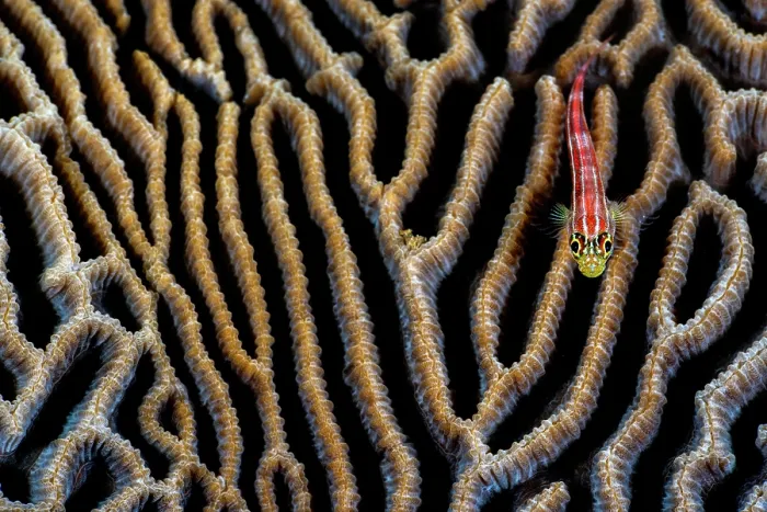 Framed Print : RF - Striped triplefin (Helcogramma striata) swimming over a Brain coral (Platygyra sp.), Bitung, North Sulawesi, Indonesia, Lembeh Strait, Molucca Sea Framed Print : RF - Striped triplefin (Helcogramma striata) swimming over a Brain coral (Platygyra sp.), Bitung, North Sulawesi, Indonesia, Lembeh Strait, Molucca Sea