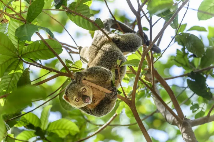 Framed Print : RF - Sulawesi bear cuscus (Ailurops ursinus) in forest canopy Framed Print : RF - Sulawesi bear cuscus (Ailurops ursinus) in forest canopy