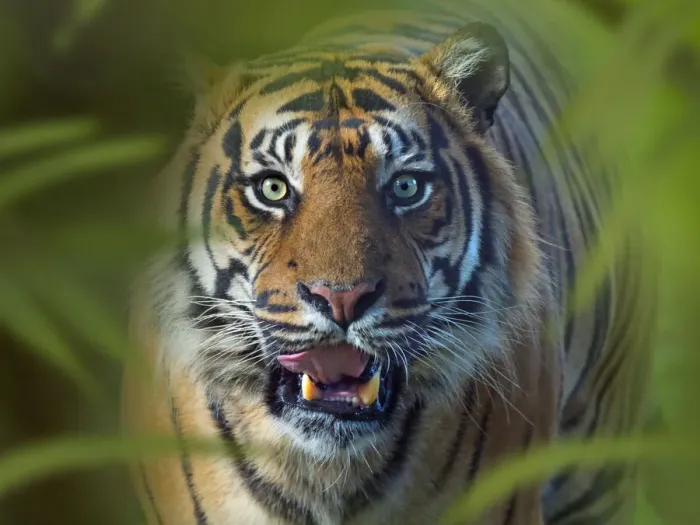 Framed Print : RF - Sumatran tiger (Panthera tigris sondaica). Captive