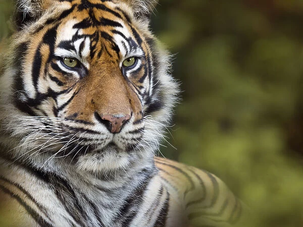RF - Sumatran tiger (Panthera tigris sondaica). Captive